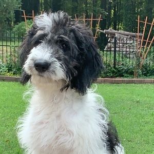 Meet your Posher, Adam